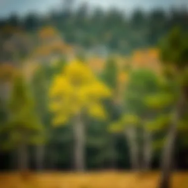 A scenic view of a forest with diverse tree species
