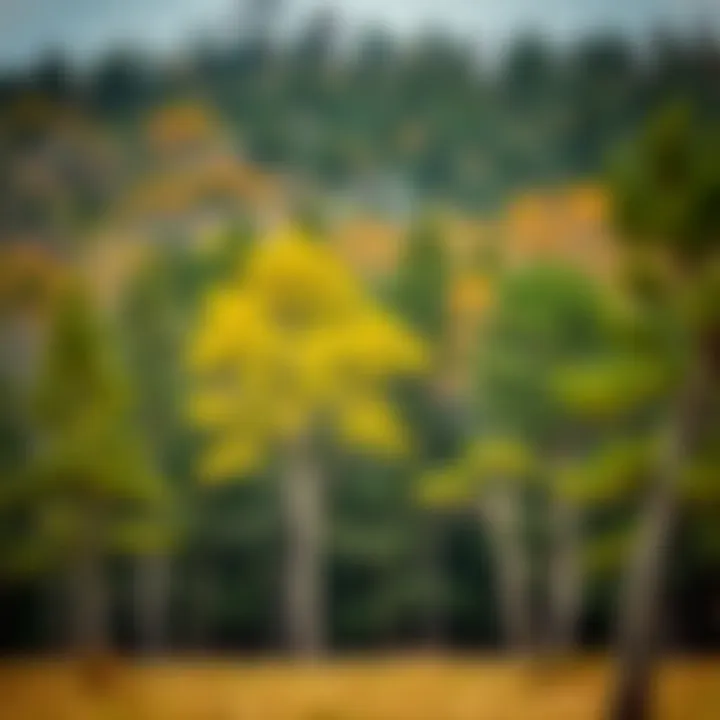 A scenic view of a forest with diverse tree species
