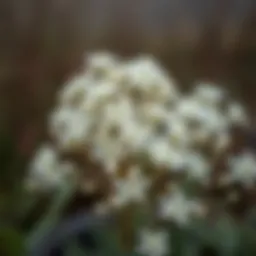 Delicate white flowers in a serene garden setting